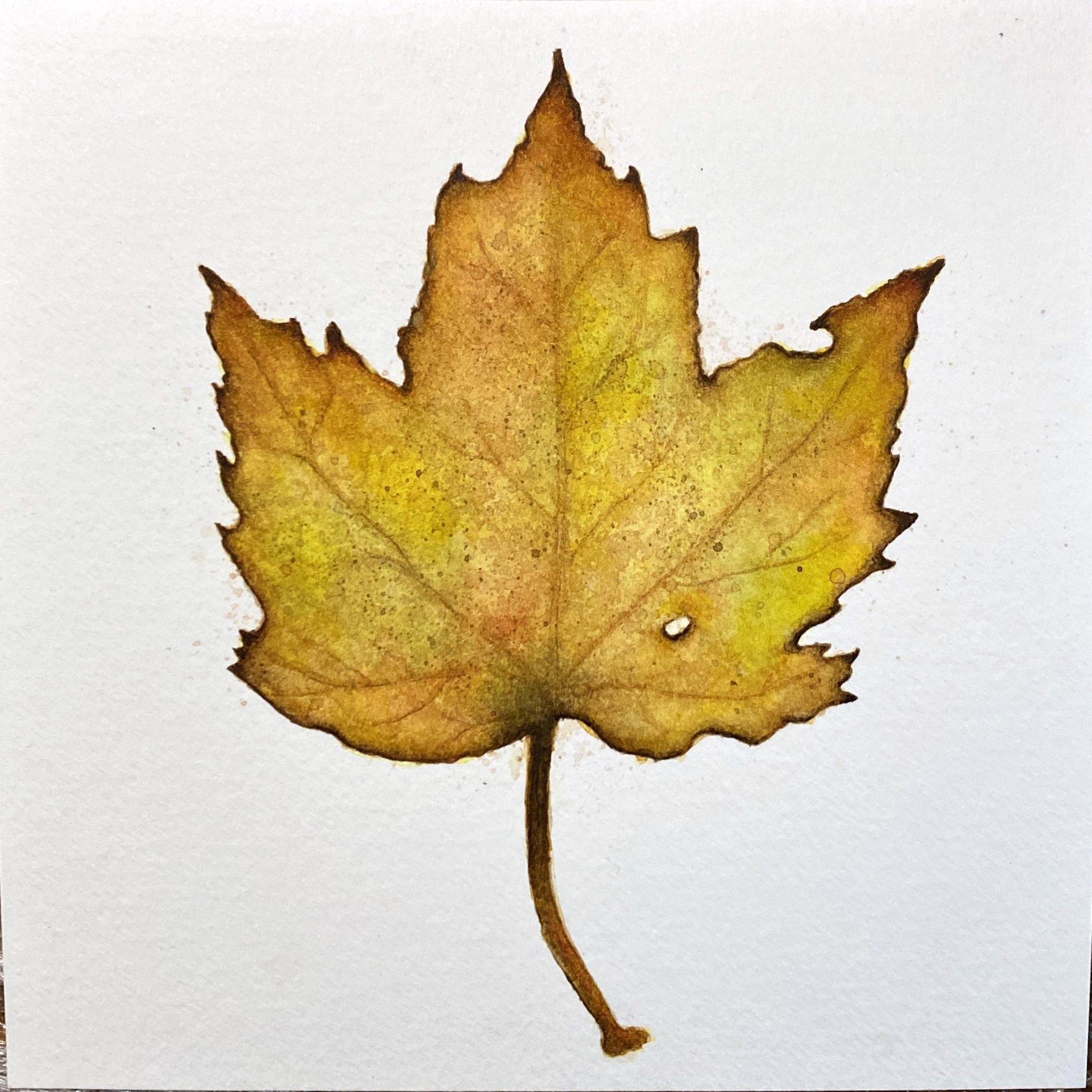 Maple Leaf Watercolor